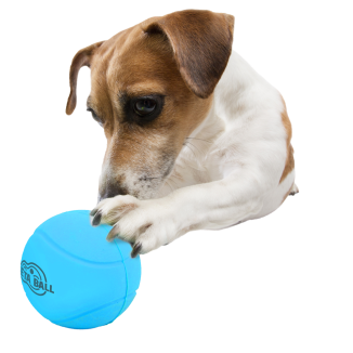 Balle Meta Ball AFP Rebondissante Sonore | Chien