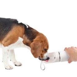 Bouteille de Boisson AFP 2 en 1 pour Chien