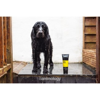 Shampooing pour chien Animology Fox Poo 250 ml - Efficace et naturel