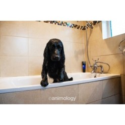 Revitalisant Top Dog 250 ml par Animology