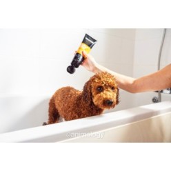 Animology Shampooing Poils Bouclés Curly 250ml