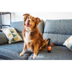 Shampooing pour chien sans rinçage Dirty Dawg 250 ml - Animology