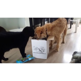 Délicieuses friandises pour chien au saumon, citrouille et céleri - Braaaf