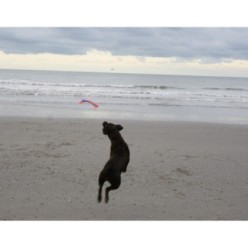 Chuckit! Flying Squirrel M - Jeux de plein air pour chien