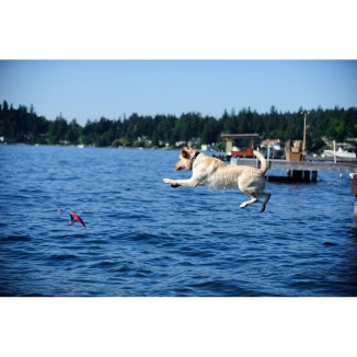 Chuckit! Flying Squirrel M - Jeux de plein air pour chien