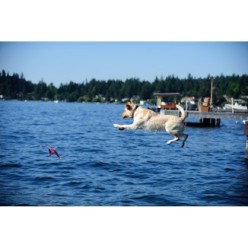 Chuckit! Flying Squirrel M - Jeux de plein air pour chien