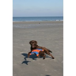 Chuckit! Flying Squirrel M - Jeux de plein air pour chien