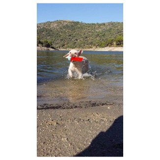 Chuckit Amphibious Bumper - Jouet Flottant Aquatique Chien