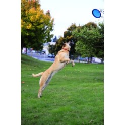 Frisbee Chuckit! Paraflight S pour chiens - Jeu de lancer léger