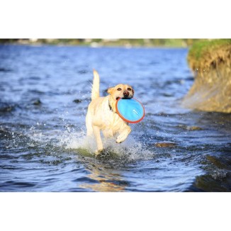 Frisbee Chuckit! Paraflight S pour chiens - Jeu de lancer léger