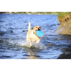 Frisbee Chuckit! Paraflight S pour chiens - Jeu de lancer léger