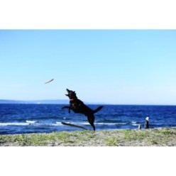 Frisbee Chuckit! Paraflight S pour chiens - Jeu de lancer léger