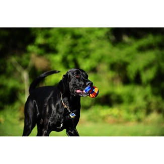 Chuckit Ultra Tug - Balle Corde Traction Premium Chien