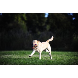 Jouet à tirer Chuckit! Ultra Duo S - Pour des heures de jeu avec votre chien
