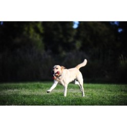 Jouet à tirer Chuckit! Ultra Duo S - Pour des heures de jeu avec votre chien
