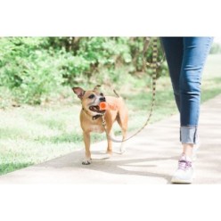 Bâton de Fetch Air Chuckit! pour chiens