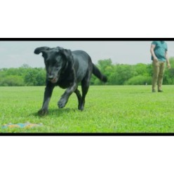 Chuckit! Whistle Flight pour Chien - Jeu de Lancer Amusant