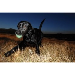 Jouet lumineux pour chien Chuckit! Max Glow S