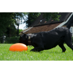 Friandises pour Chiens Dog Comets Pan-Stars Orange M