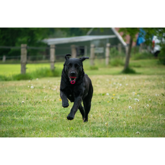 Chien Comètes Blazar Jet Orange 1 st - Dog Comets