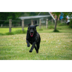 Chien Comètes Blazar Jet Orange 1 st - Dog Comets