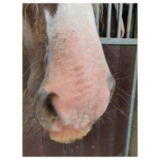 Crème Solaire Chevaux SPF 30 - Protection Excellente