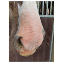 Excellente Crème Solaire pour Chevaux SPF 30 - 150 | Professionnel