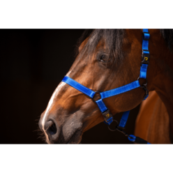 Excellent Premium Licou Bleu XS - Idéal pour votre cheval