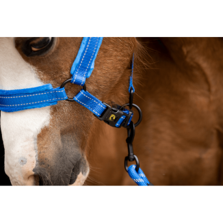 Excellent Supérieur Licou | Professionnel