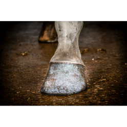 Vernis à Sabots Brillant Excellent Horse Argent 150 ml