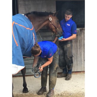 Horslyx Original | Professionnel