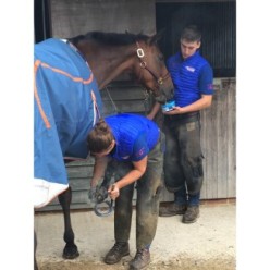 Horslyx Original | Professionnel