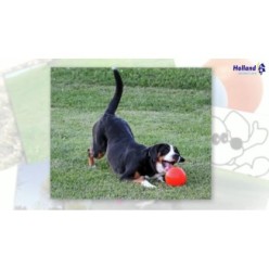 Jouet rebondissant pour chien Jolly Bounce-n Play Myrtille S