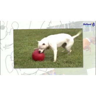 Jouet pour chien Jolly Pousse-et-Joue Bleu M - Amusant et interactif