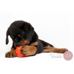 Jouet Jolly Jumper Orange S pour chien, 10.2x8.9x7.6 cm
