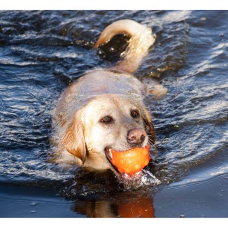 Jouet Jolly Jumper Orange S pour chien, 10.2x8.9x7.6 cm