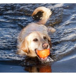 Jouet Jolly Jumper Orange S pour chien, 10.2x8.9x7.6 cm