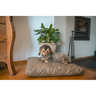 Let's Sleep Lit Peluche - Couchage Ultra-Doux Cocooning Chien
