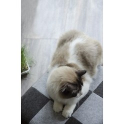 Dormons Pet Cube Clair/Gris Foncé - Confort pour votre chat, Marque Let's Sleep