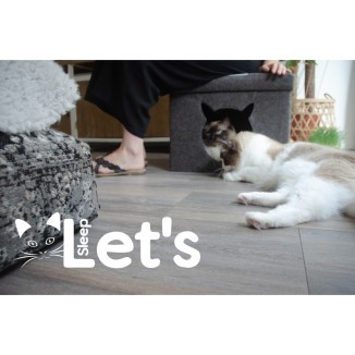 Dormons Pet Cube Clair/Gris Foncé - Confort pour votre chat, Marque Let's Sleep