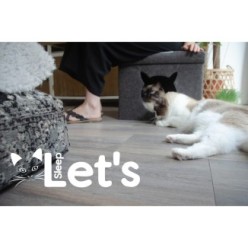 Dormons Pet Cube Clair/Gris Foncé - Confort pour votre chat, Marque Let's Sleep
