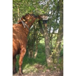 Support de bloc de sel Vplast pour chevaux
