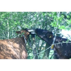 Support de bloc de sel Vplast pour chevaux