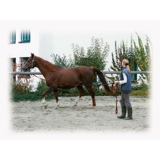 Fouet de longe lux noir 8m avec mousqueton