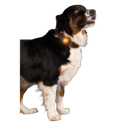 Lampe de sécurité pour collier du chien.