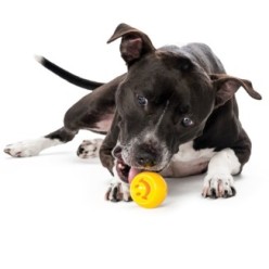 Outward Hound Orbee-Tuff Nooks - Jouet Distributeur Friandises