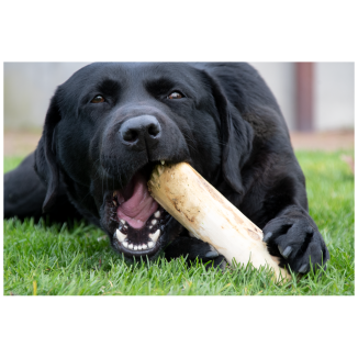 Os Bois de Café 100% Équitable - Jouet Naturel Durable Chien