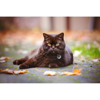 Spotted! Pro Chien & Chat : Médaille QRcode