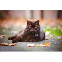 Spotted! Pro Chien & Chat : Médaille QRcode
