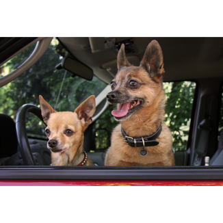 Spotted! Pro Chien & Chat : Médaille QRcode